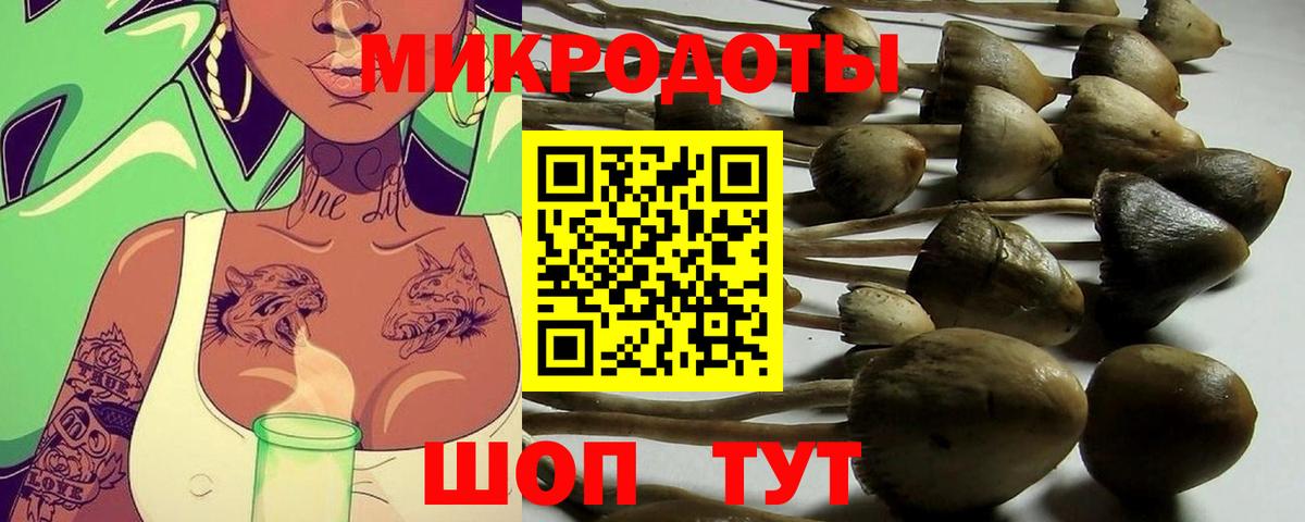 Галлюциногенные грибы Psilocybine cubensis Димитровград